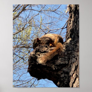 Eichhörnchen Poster