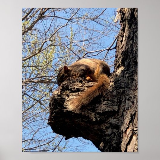 Eichhörnchen Poster (Vorne)