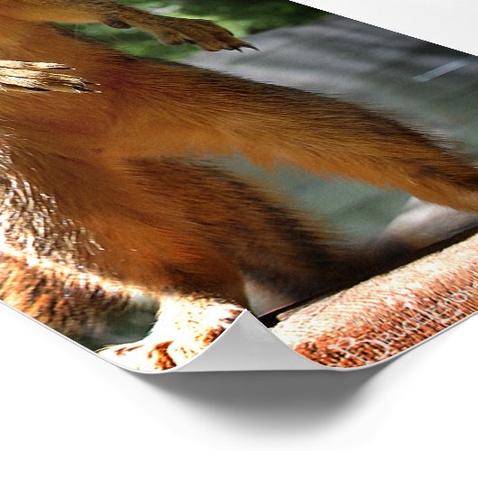 Eichhörnchen Poster (Ecke)