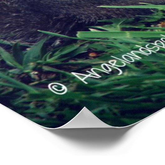 Eichhörnchen Poster (Ecke)