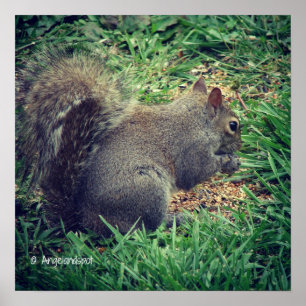 Eichhörnchen Poster