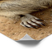 Eichhörnchen Poster (Ecke)