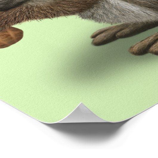 Eichhörnchen Poster (Ecke)
