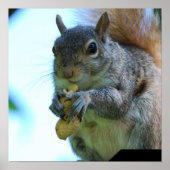 Eichhörnchen Poster Print (Vorne)