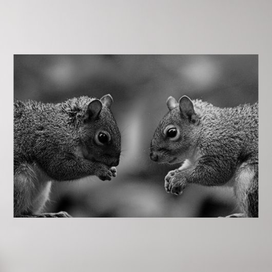 Eichhörnchen Poster/Print Poster (Vorne)