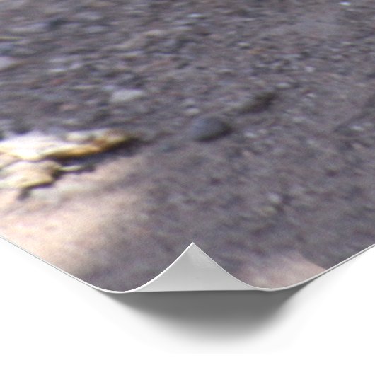 Eichhörnchen-Postererweiterung beten Poster (Ecke)