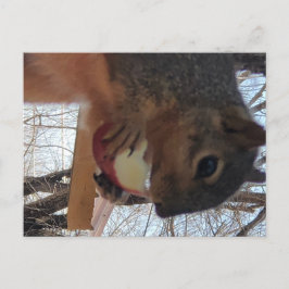Eichhörnchen Postkarte
