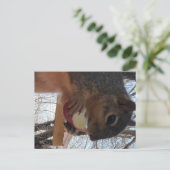 Eichhörnchen Postkarte (Stehend Vorderseite)