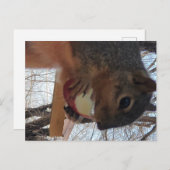 Eichhörnchen Postkarte (Vorne/Hinten)