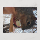 Eichhörnchen Postkarte (Vorderseite)