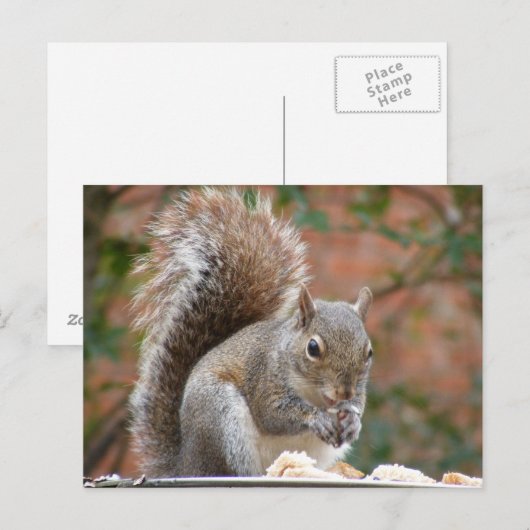 Eichhörnchen Postkarte (Vorne/Hinten)