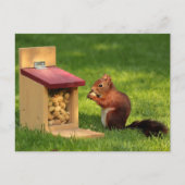 Eichhörnchen Postkarte (Vorderseite)