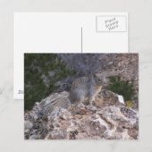 Eichhörnchen Postkarte (Vorne/Hinten)