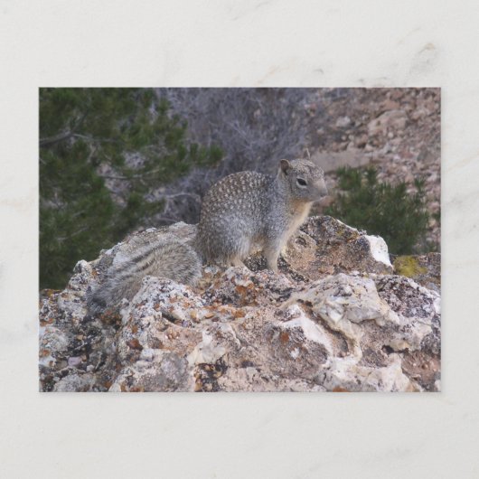 Eichhörnchen Postkarte (Vorderseite)