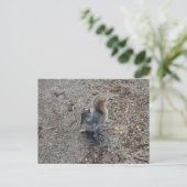 Eichhörnchen Postkarte (Stehend Vorderseite)