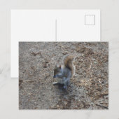 Eichhörnchen Postkarte (Vorne/Hinten)