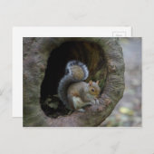 Eichhörnchen Postkarte (Vorne/Hinten)