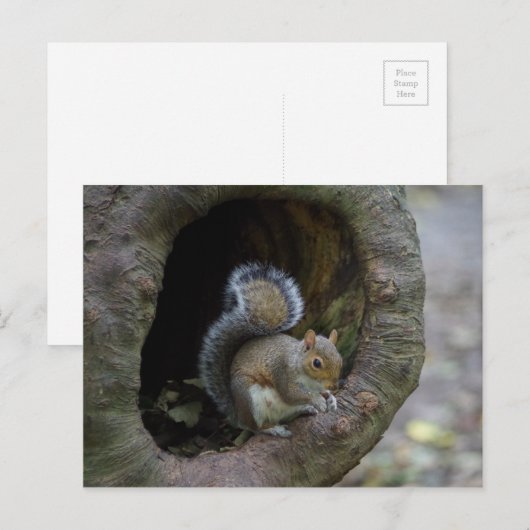 Eichhörnchen Postkarte (Vorne/Hinten)