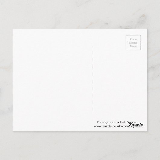 Eichhörnchen Postkarte (Rückseite)