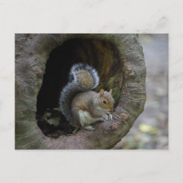 Eichhörnchen Postkarte