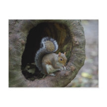 Eichhörnchen Postkarte
