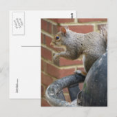 Eichhörnchen Postkarte (Vorne/Hinten)