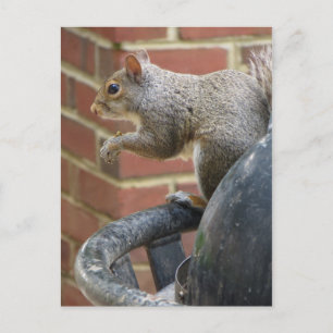 Eichhörnchen Postkarte