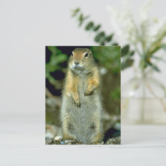 Eichhörnchen Postkarte (Stehend Vorderseite)