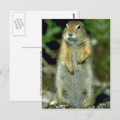 Eichhörnchen Postkarte (Vorne/Hinten)