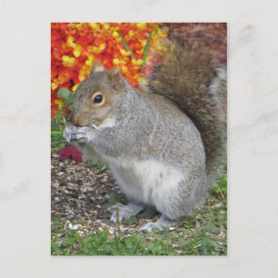Eichhörnchen Postkarte