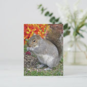 Eichhörnchen Postkarte (Stehend Vorderseite)