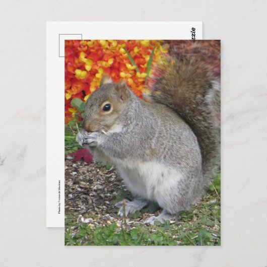 Eichhörnchen Postkarte (Vorne/Hinten)
