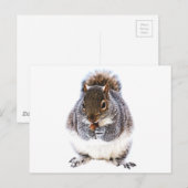 Eichhörnchen Postkarte (Vorne/Hinten)