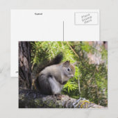 Eichhörnchen Postkarte (Vorne/Hinten)