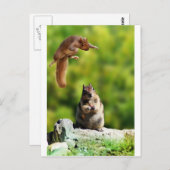 Eichhörnchen Postkarte (Vorne/Hinten)