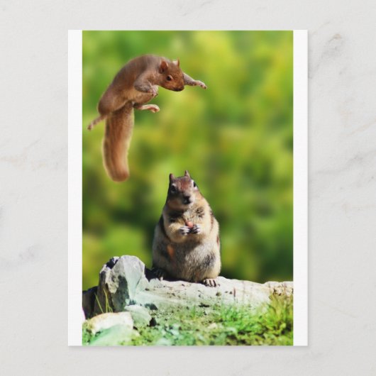 Eichhörnchen Postkarte (Vorderseite)