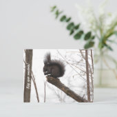 Eichhörnchen Postkarte (Stehend Vorderseite)