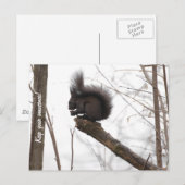 Eichhörnchen Postkarte (Vorne/Hinten)