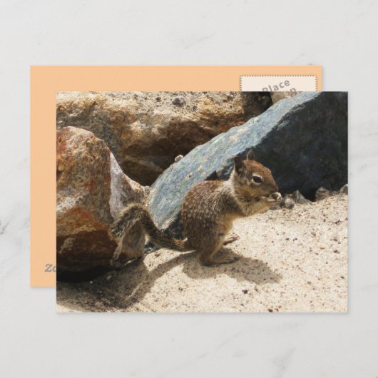 Eichhörnchen Postkarte (Vorne/Hinten)