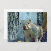 Eichhörnchen Postkarte (Vorne/Hinten)