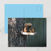 Eichhörnchen Postkarte (Vorne/Hinten)