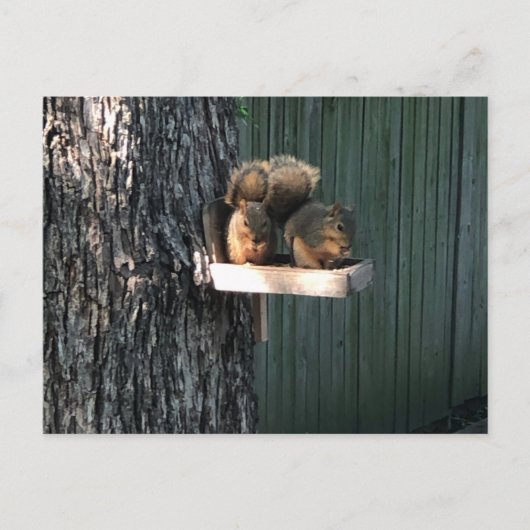 Eichhörnchen Postkarte (Vorderseite)