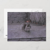 Eichhörnchen Postkarte (Vorne/Hinten)