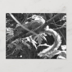 Eichhörnchen Postkarte