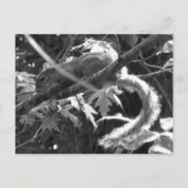 Eichhörnchen Postkarte (Vorderseite)