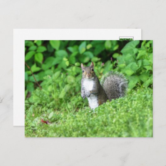 Eichhörnchen Postkarte (Vorne/Hinten)