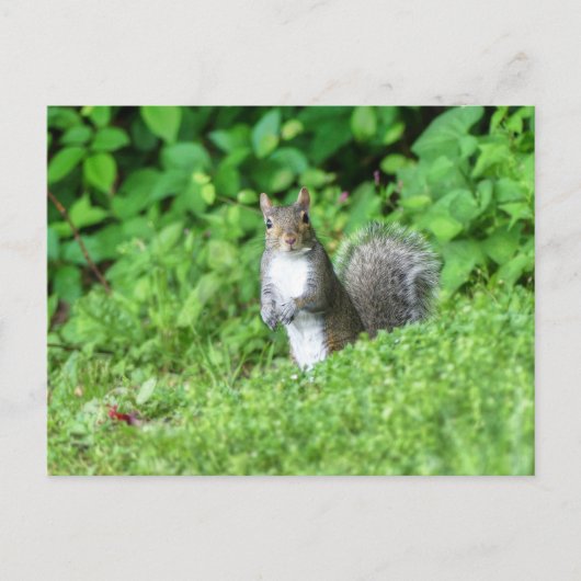 Eichhörnchen Postkarte (Vorderseite)