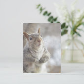 Eichhörnchen Postkarte (Stehend Vorderseite)