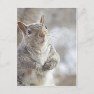 Eichhörnchen Postkarte