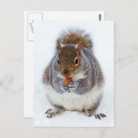 Eichhörnchen Postkarte (Vorne/Hinten)